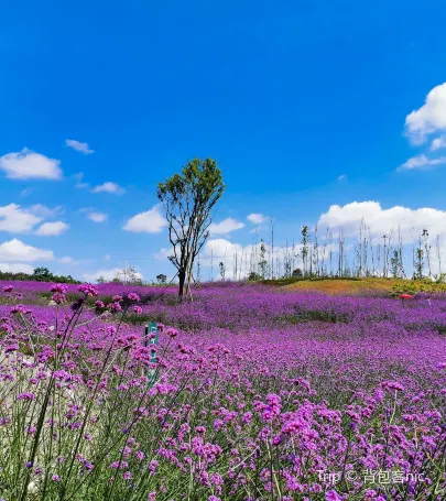 四川眉山top10好去處 21眉山旅遊攻略 Trip Com