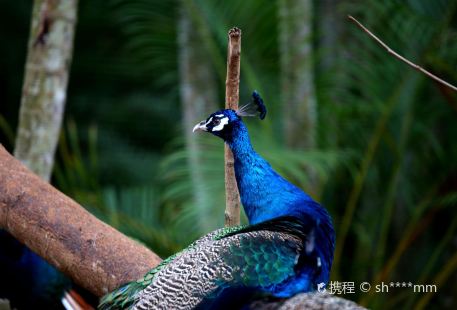 Hainan Tropical Birds World