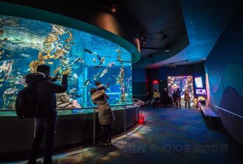 Ripley's Aquarium Of Canada Popular Attractions Photos