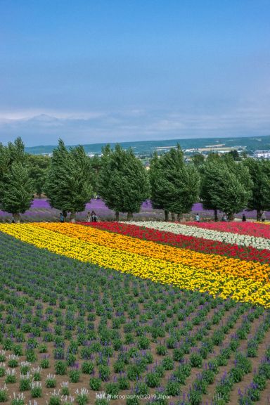 北海道滑雪 8間北海道滑雪場超詳細攻略遊記攻略 Trip Com遊玩攻略