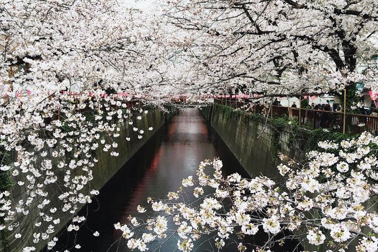 東京 中目黒公園 評判 案内 トリップドットコム