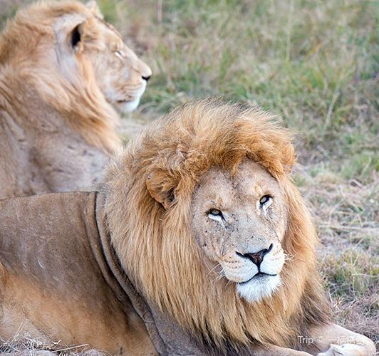 Lion & Safari Park travel guidebook –must visit attractions in ...