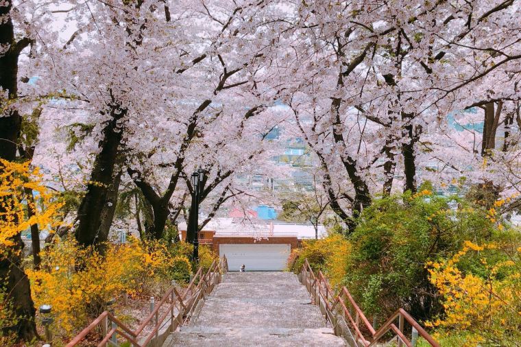 อุณหภูมิในพฤศจิกายนในเกาหลีใต้เป็นอย่างไร ต้องเตรียมอะไรบ้าง-Trip.Com