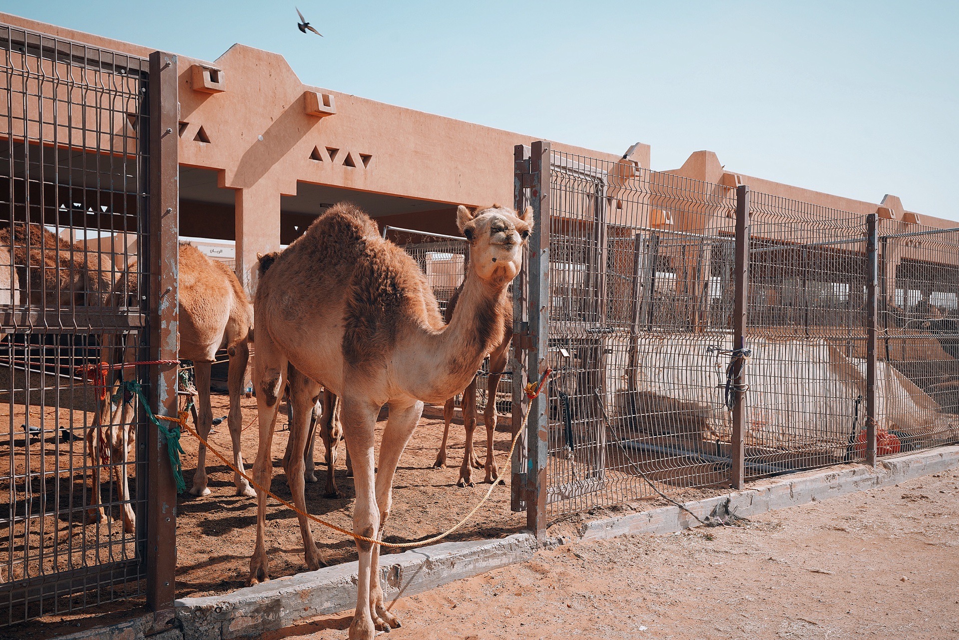 Latest travel itineraries for Al Ain Camel Market in July (updated in 2023), Al Ain Camel Market reviews, Al Ain Camel Market address and opening hours, popular attractions, hotels, and restaurants near