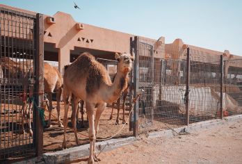 Al Ain Camel Market Popular Attractions Photos