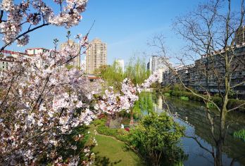 櫻花公園 熱門景點照片