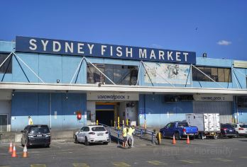 Sydney Fish Market Popular Attractions Photos
