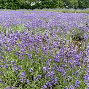 たんばらラベンダーパーク Trip Com 沼田の旅のブログ