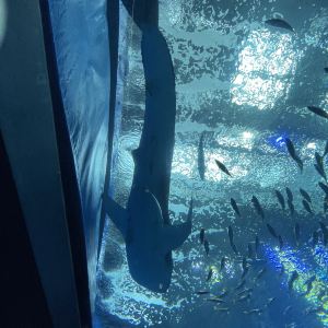 本部町,日本元気プロジェクト2021
