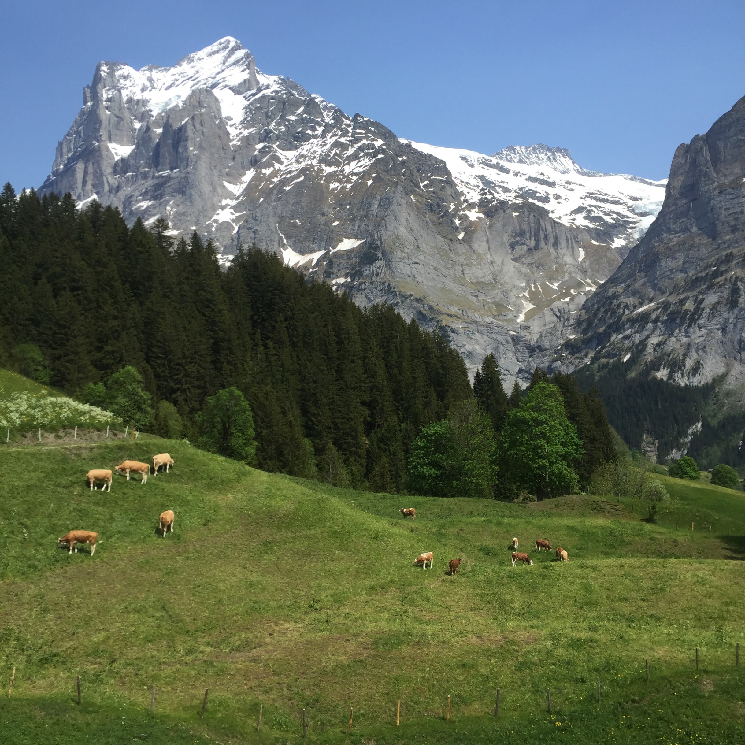 Grindelwald 2022 Top Things to Do - Grindelwald Travel Guides - Top ...