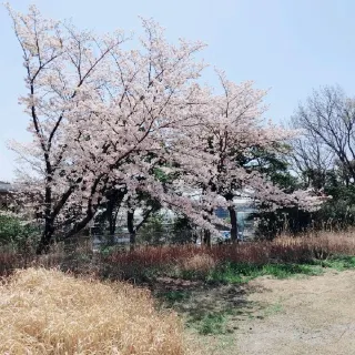 22年茨木の人気観光スポット 茨木の旅行ガイド 茨木のおすすめ観光スポットのチケット ホテル 楽しみ方 グルメ レストラン Trip Com