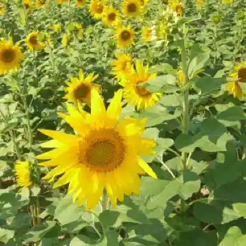 愛知県南知多町 ひまわり畑 愛知県の南知多町の観光農園 花 Trip Com 知多郡の旅のブログ