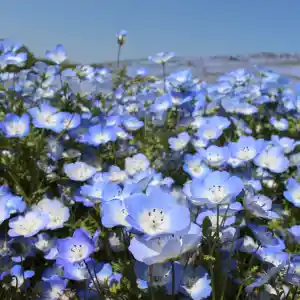 茨城 国営ひたち海浜公園の花畑 Trip Com ひたちなかの旅のブログ