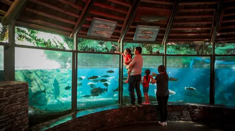 Rainbow Nature Park travel –must visit attractions in Rotorua – Rainbow Springs Nature nearby – Trip.com