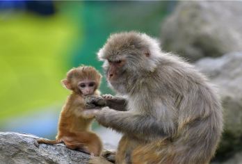 구이저우 삼림 야생동물원 명소 인기 사진