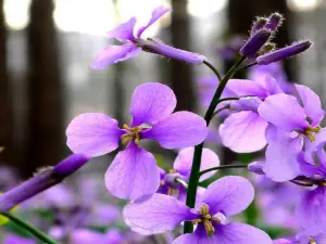紫海芳庭熏衣草莊園