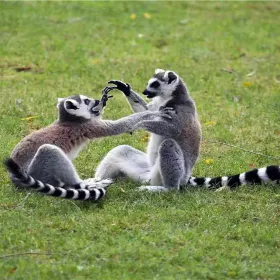 Hefei Crazy Squirrel Island