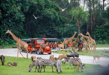 Chimelong Safari Park Popular Attractions Photos