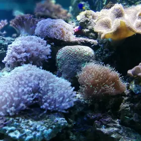 Shapa Jinglong Aquarium