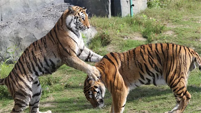 Nantong Forest Wildlife Park