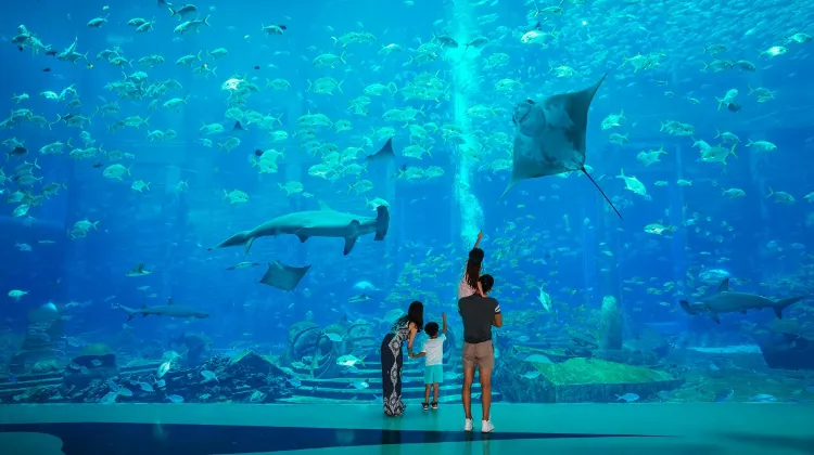 亞特蘭蒂斯失落的空間水族館旅遊攻略指南 亞特蘭蒂斯失落的空間水族館評價 亞特蘭蒂斯失落的空間水族館附近推薦 Trip Com 亞特蘭蒂斯失落的空間水族館旅遊攻略指南 亞特蘭蒂斯失落的空間水族館評價 亞特蘭蒂斯失落的空間水族館附近推薦 Trip Com