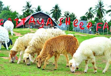 喜洋洋綿羊農場 熱門景點照片