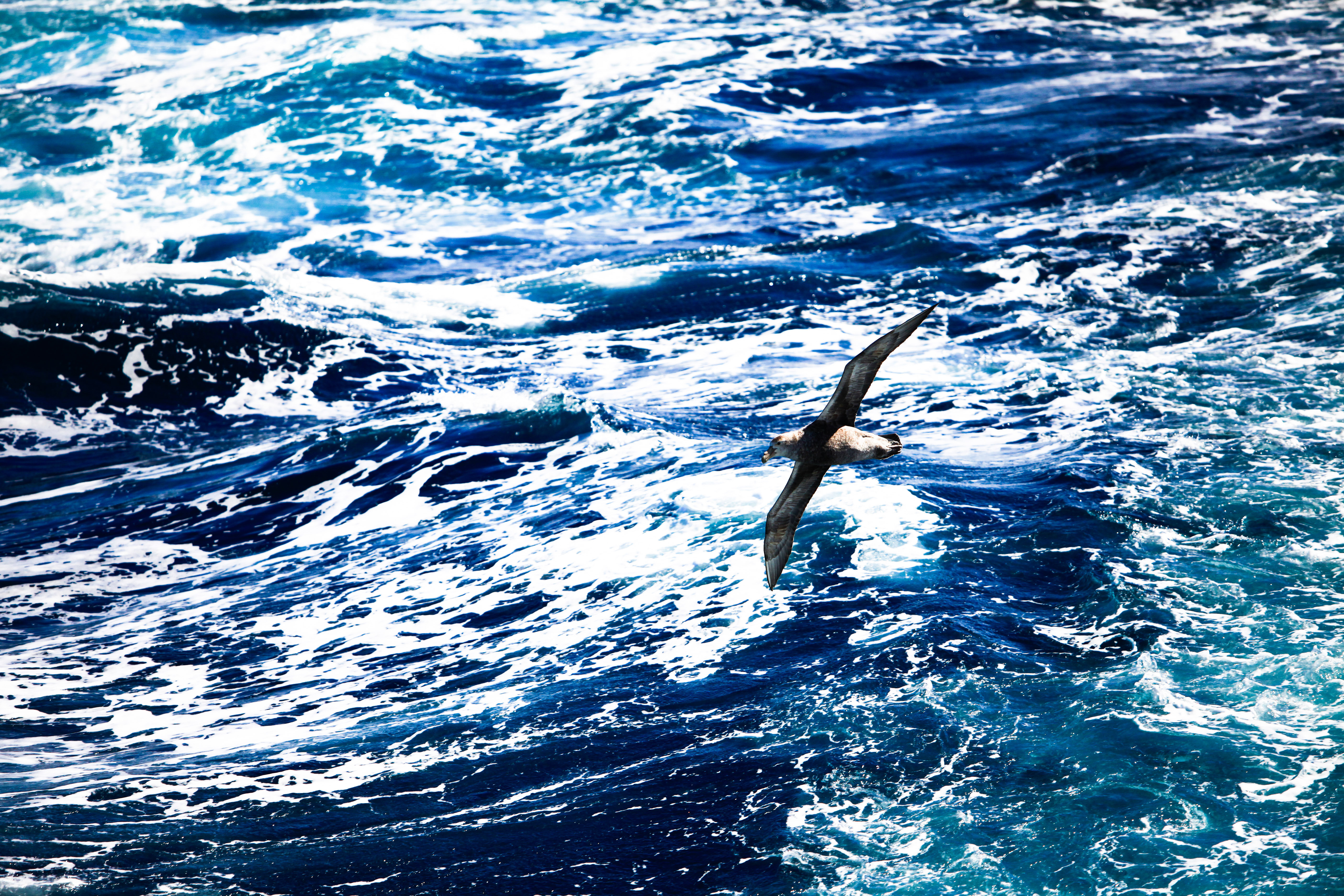 南極大陸 Drake Passage 評判 案内 トリップドットコム 南極大陸 Drake Passage 評判 案内 トリップドットコム