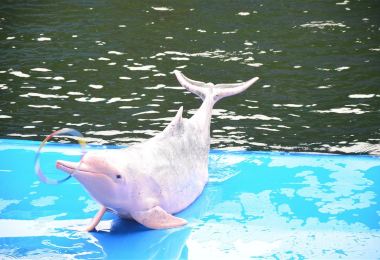 芭提雅海豚世界 熱門景點照片