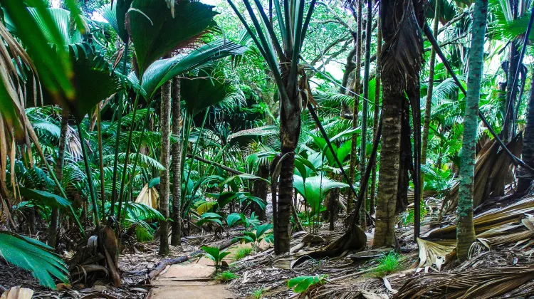 Vallee de Mai Nature Reserve travel guidebook –must visit attractions in Praslin Island – Vallee de Nature Reserve nearby recommendation – Trip.com