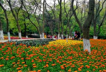 Chengdu Botanical Garden Popular Attractions Photos