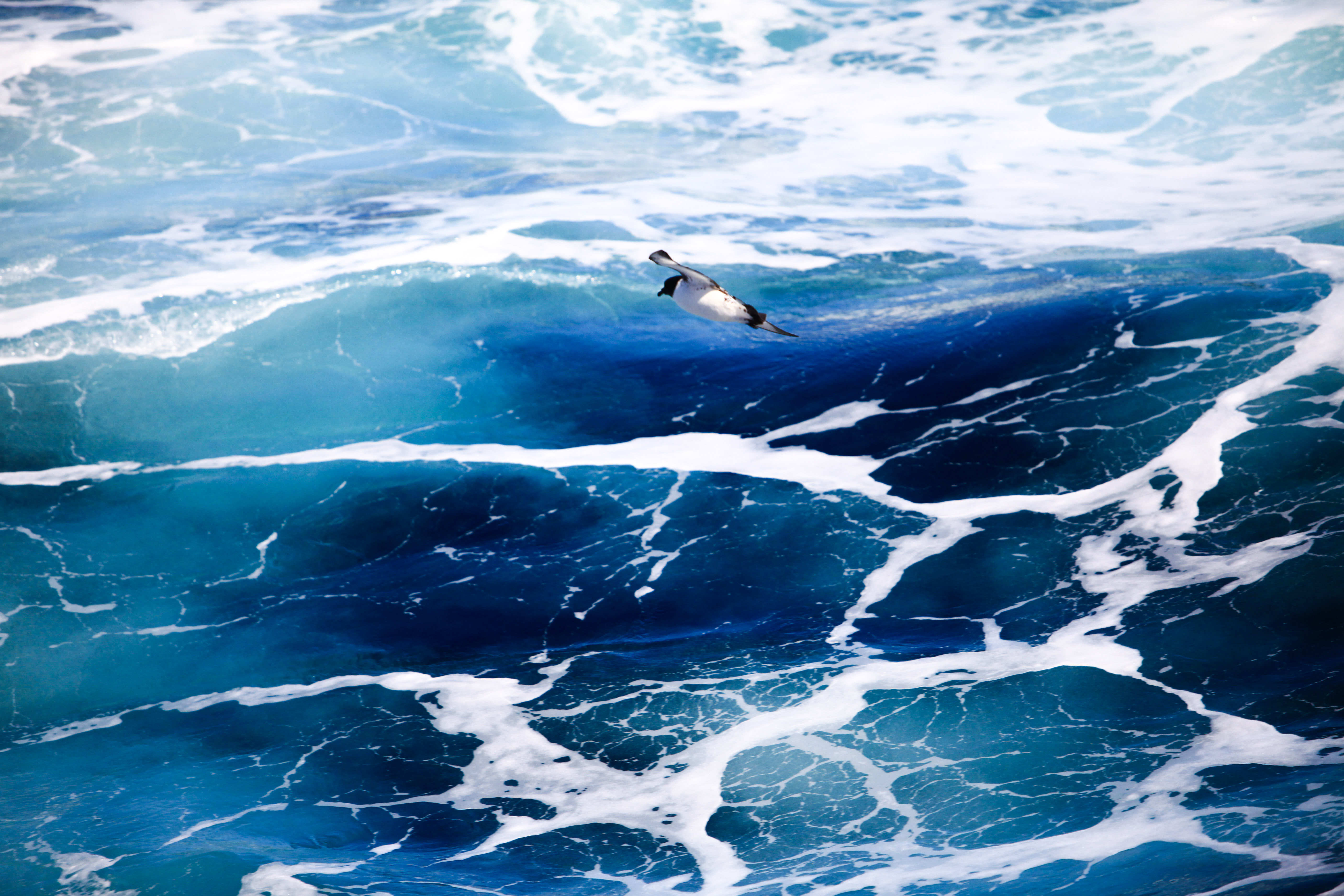 南極大陸 Drake Passage 評判 案内 トリップドットコム 南極大陸 Drake Passage 評判 案内 トリップドットコム