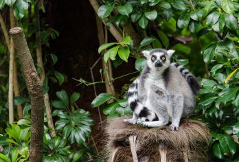 Auckland Zoo Popular Attractions Photos