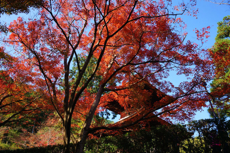 Jojakko-ji Temple