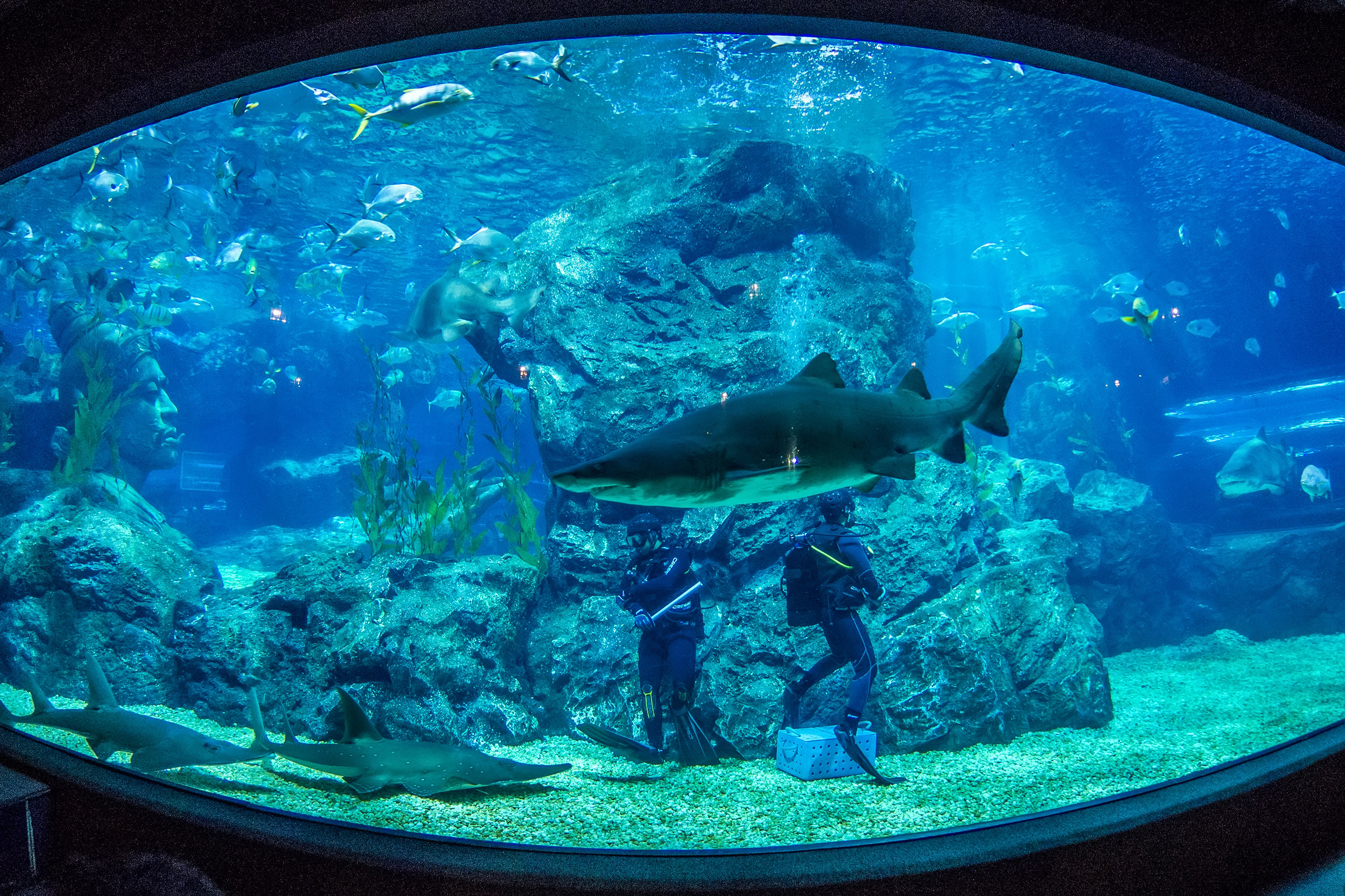 Sea Life Bangkok Ocean World Travel Guidebook Must Visit Attractions In Sea Life Bangkok Ocean World Nearby Recommendation Trip Com