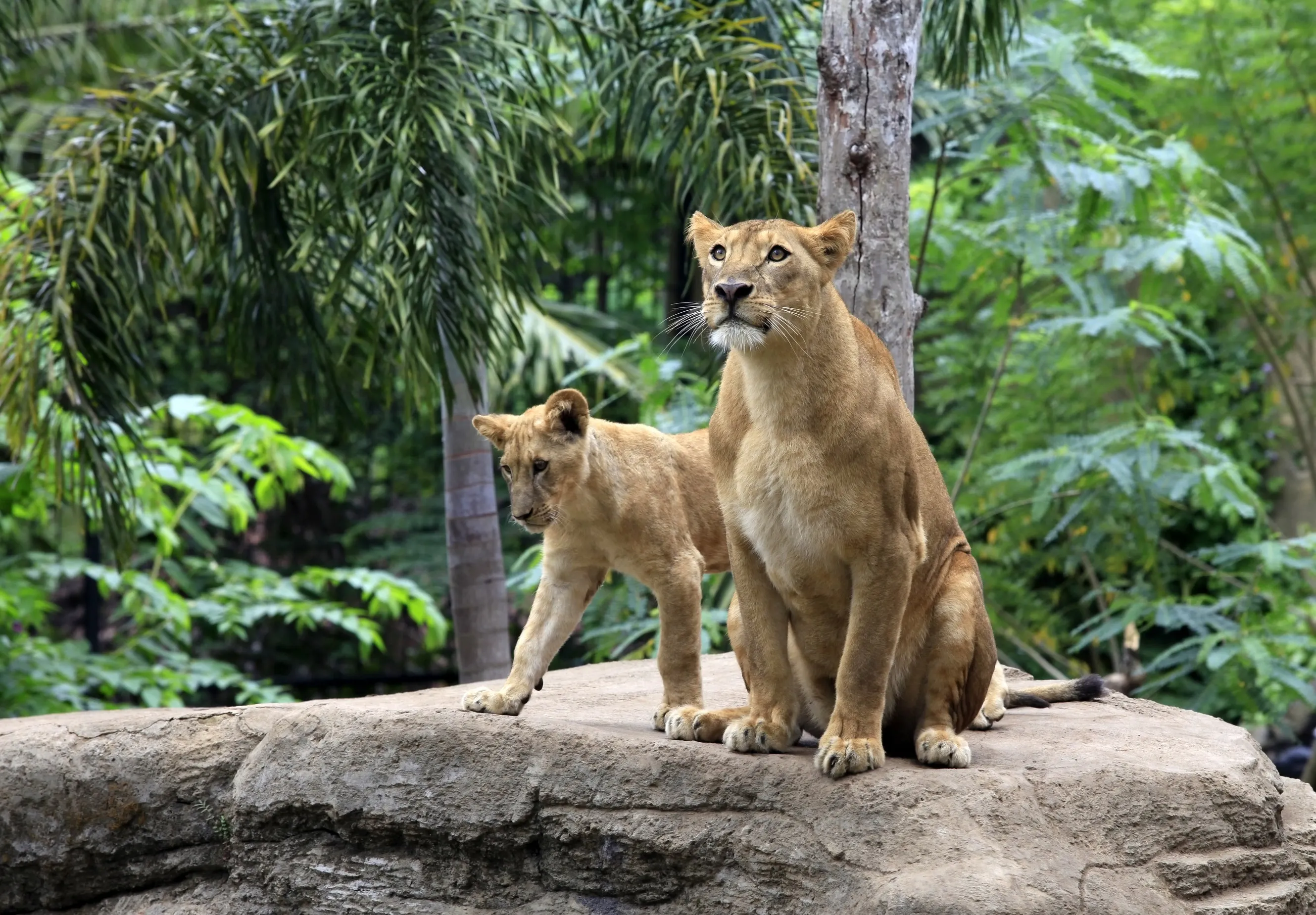 峇里島自由行巴釐野生動物園