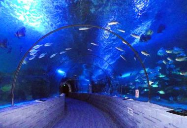 Beihai Undersea World Popular Attractions Photos
