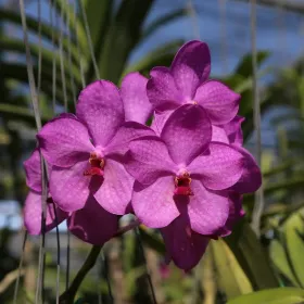 Bai Orchid and Butterfly Farm
