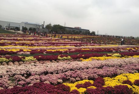 Chrysanthemum Exposition