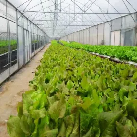 Shunde Fish and Fruit Ecological Park