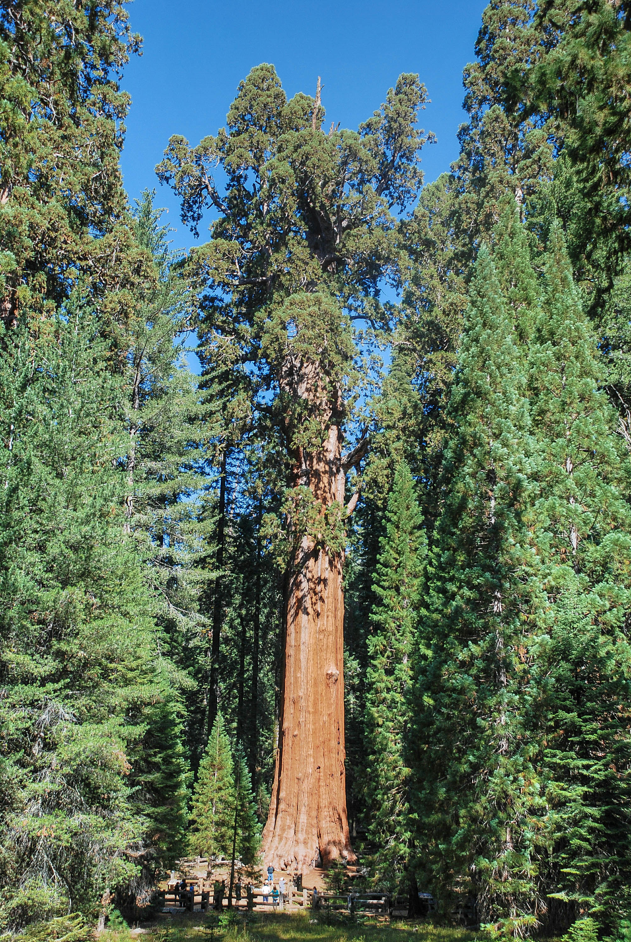 Sequoia National Park シャーマン将軍の木 評判 案内 トリップドットコム