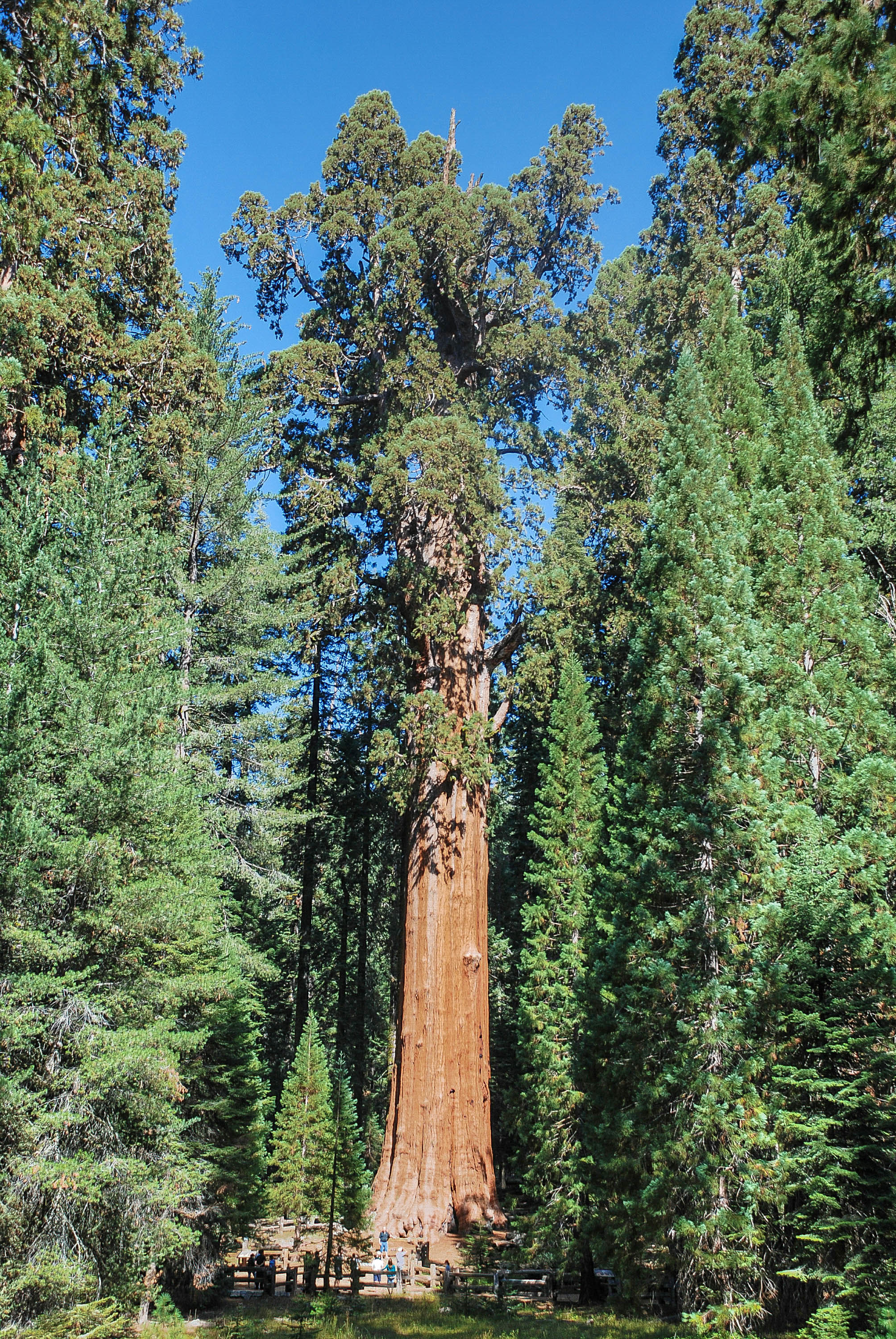Sequoia National Park シャーマン将軍の木 評判 案内 トリップドットコム Sequoia National Park シャーマン将軍の木 評判 案内 トリップドットコム
