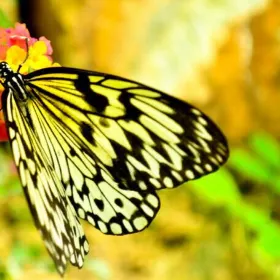 Jumalon Butterfly Sanctuary