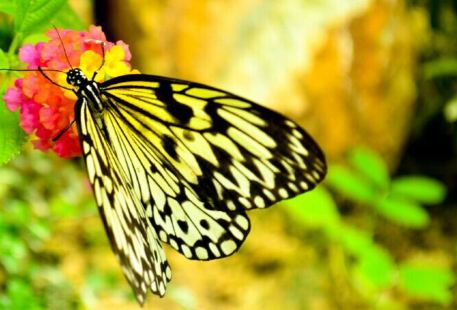 Jumalon Butterfly Sanctuary