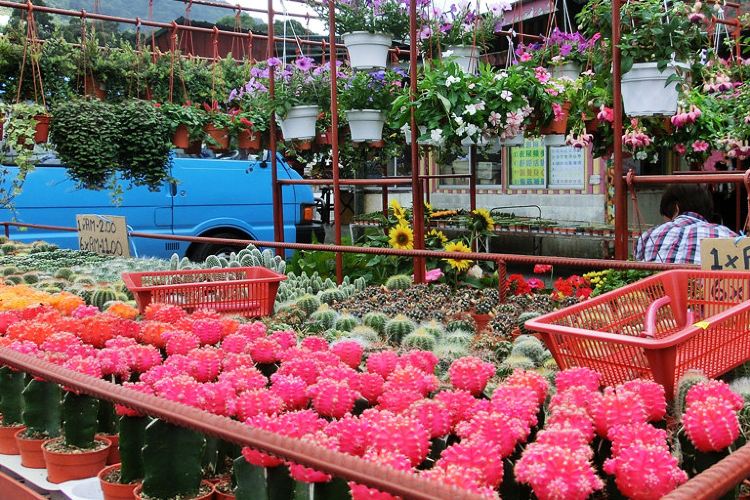 Kea Farm Travel Guidebook Must Visit Attractions In Cameron Highlands Kea Farm Nearby Recommendation Trip Com