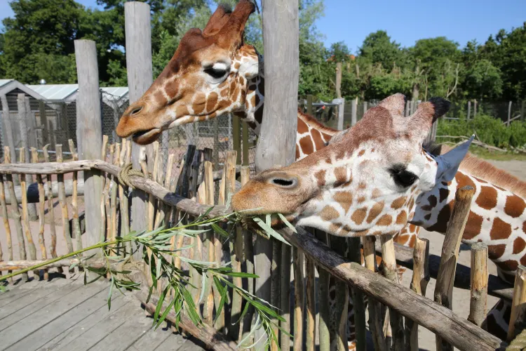 Odense Zoo Travel Guidebook Must Visit Attractions In Odense Odense Zoo Nearby Recommendation Trip Com