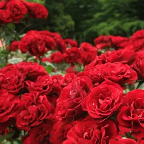 Rose Garden