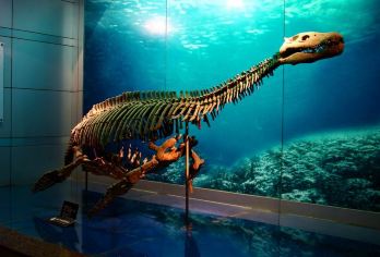 自貢恐龍博物館 熱門景點照片