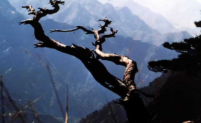 黄山風景区 双龍松 評判 案内 トリップドットコム 黄山風景区 双龍松 評判 案内 トリップドットコム
