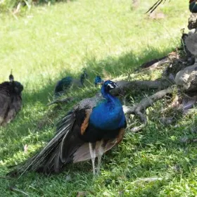 Peacock's Park