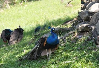 Peacock's Park 명소 인기 사진